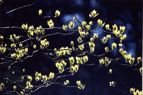 ��祦�ֿ���