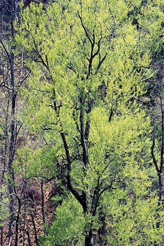 ����ë�Υ��ĥ�