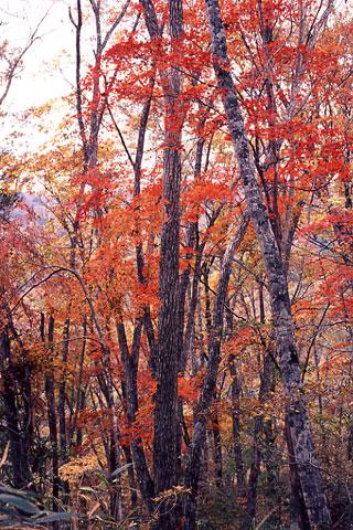 ����ƽ����