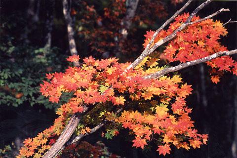 ����ƽ����